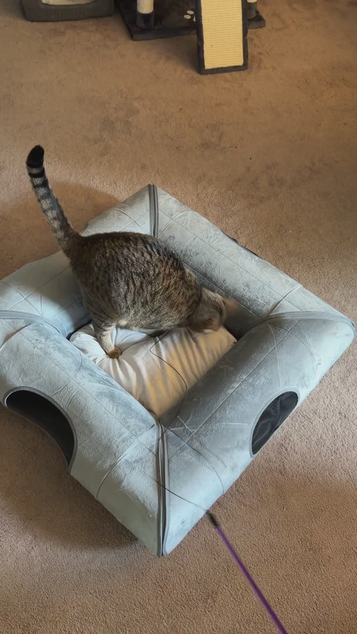 A tabby playing on the center cushion, followed by a black-and-white cat resting there.