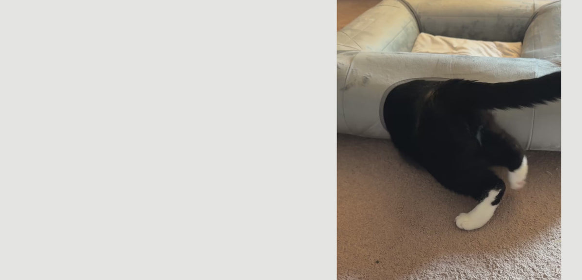 Cats playing around the ITNaps 4-Way Foldable Cat Tunnel Bed in a desktop feature layout