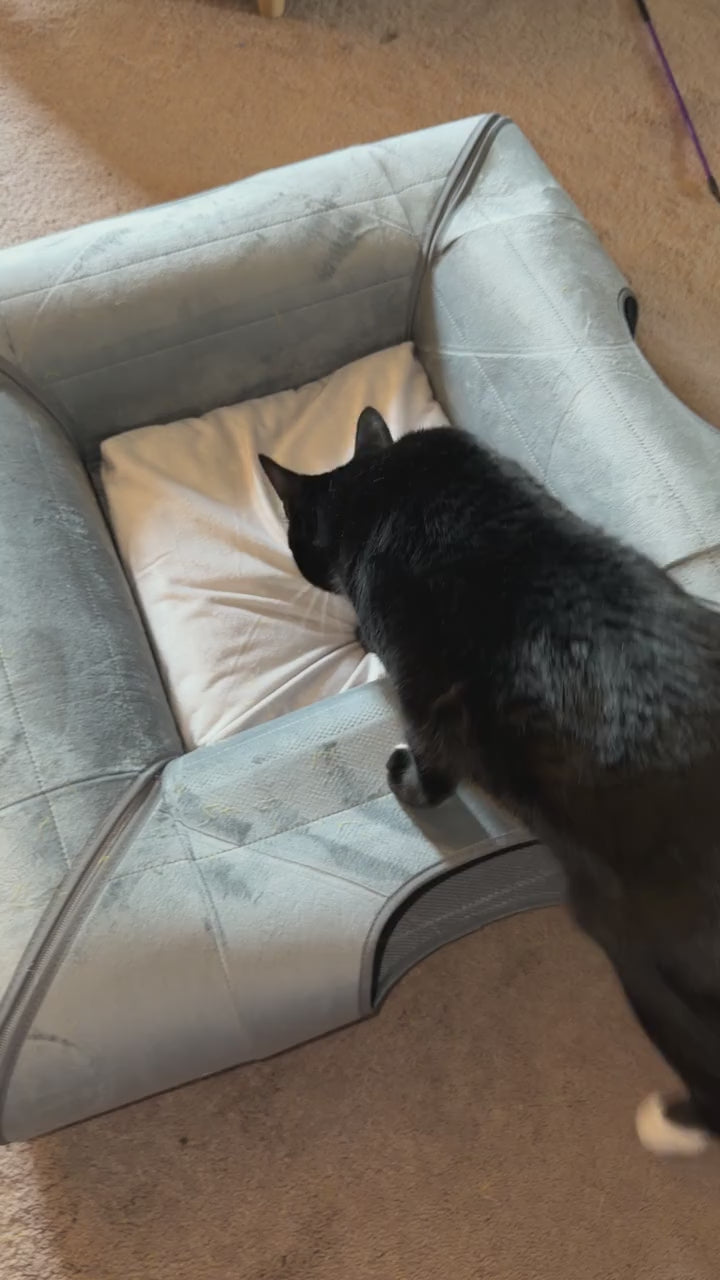 Cats stepping onto and resting on the removable center cushion of the ITNaps Cat Tunnel Bed at home.